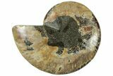 Cut & Polished Ammonite Fossil (Half) - Madagascar #310664-1